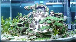 Hari ke 5 Aquascape Pesanan 60x30x40