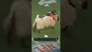 They had kids riding sheep at halftime in Denver 🤣😭#Denver #Broncos #NFL