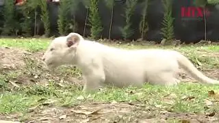 Zoológico de Tlaxcala presenta a Nieve, la cuarta cría de león blanco