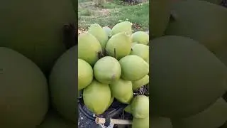 Coconut Water Stall On Moped Bike In Bangalore | Amazing Style Of Cutting Coconut #shorts