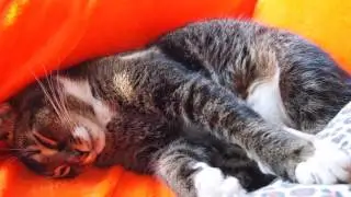 Secrets of Spring, a cat love story set to relaxing synth harp music (original composition)