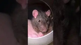 Pretty Pet Rat Duke 🐭 #cuterat #petrat