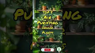 Top 5 Air Purifying Indoor Plants. #nature #plants