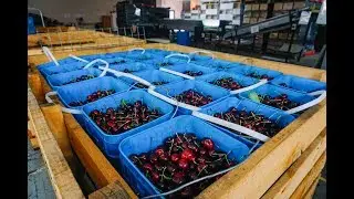 Cherry Processing