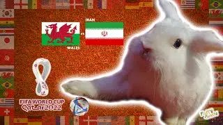Wales vs Iran World Cup 2022 Prediction | Funny Bunny Rabbit Animal Football Soccer Comedy Score