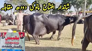 Most beautiful event starts  live milking competitions of pattoki mela 2024|Earn from buffalo