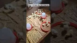 Day 1 With My 50 Chicks 🐣 | Broiler Farming Begins!