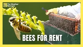 Honey Bee Rental Business Is All the Buzz for B.C. Farms