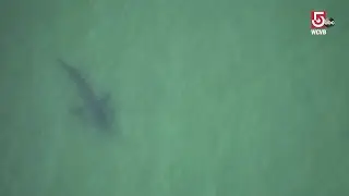 Shark captured on camera near scene of Cape Cod shark attack