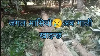 #Nutmeg Trees Destroyed When 60-Feet-Tall Tree Is Cut Down#६० फुट अग्लो रुख काट्दा जाइफल खत्तम 