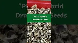 PKM1 HIGH YIELD MORINGA | DRUMSTICK | MORINGA OLEIFERA SEEDS USES #shorts