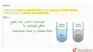 Explain why water has concave meniscus while mercury has convex meniscus when poured in a unifor...