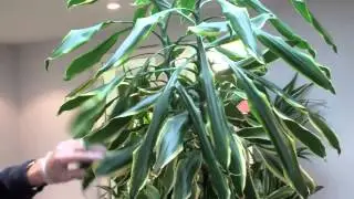 How to prune a dracaena by Nature at Work