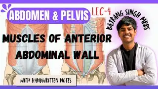 Abdominal Muscles Anatomy || External & Internal Oblique , Transverse & Rectus Abdominis Anatomy