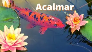 Durma em Paz com e Mente Tranquila | Sono Profundo | Sono Intenso Acalmar Relaxar