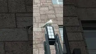 Enormous Seagull Perches on Historic Art Nouveau Lamp