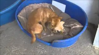 Ioana's Ark - Romanian Dog Rescue Shelter