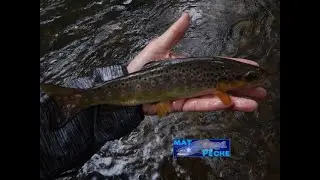 P&ecirc;che &agrave; la mouche, au toc et lancer en Bretagne (Ille et Vilaine)