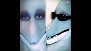 Dolphin Muzzle
