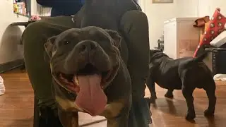 Nikki The One and Scoot ￼shooting something crazy. America bully ( pocket Bully ) 