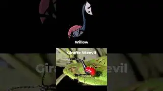 Part 5 | Which beetles do the Hollow Knight characters look like? #silksong #hollowknight #games