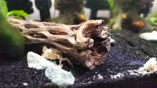 Freshwater Pom Pom Crab Pigging Out