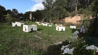 Australia Joe Horner 2010 little train of virgin queens