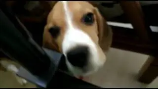 Muffin the beagle..... stop biting!!