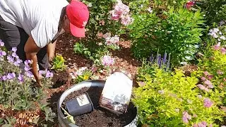 Clarence Plant Haul 🪴| Adding Coreopsis & Planting Round Raised Beds #hillside 🌸🌻
