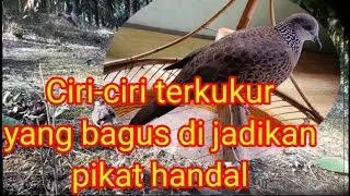 ciri ciri terkukur bagus di jadikan pikat versi TERKUKUR TABIR