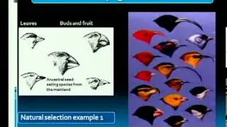 Matric Revision: Life Sciences: support for Darwin's hypotheses (8/10): variation (6/6)