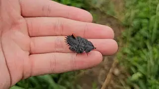 Mysterious Trilobite Beetle Found After Rain &ndash; A Living Fossil in the Forest