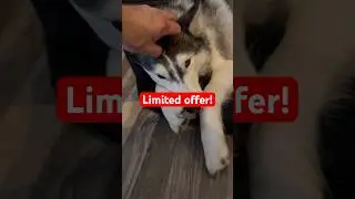 Это Айла, хаски&hellip; а это Айла в сумке! 😂 Хаски Короткий #хаски #сибирскийхаски #жизньхаски
