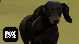 The Hound Group 🐕 2026 Westminster Dog Show