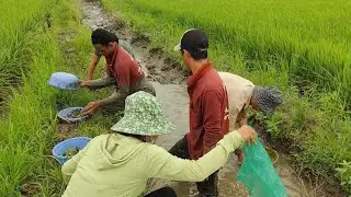 Tác sồng bơm bắt Cá Rô Non mắt cạn mùa lúa trổ # 319