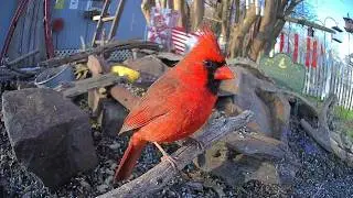 Good-Bye Snow! Hello Mud Season in Molly's Firehouse Bird Garden 🌧️🐦