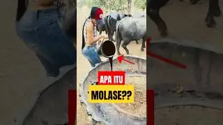 Kenapa Sapi Gila Molase? Ini Rahasianya!
