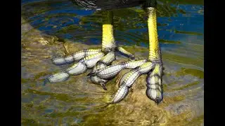 Halloween Special.... Who do these feet belong to?