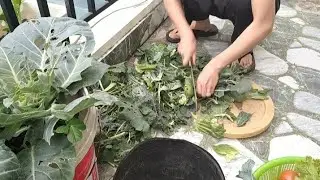 No Compost Needed: Instantly Improve Potting Soil at Home