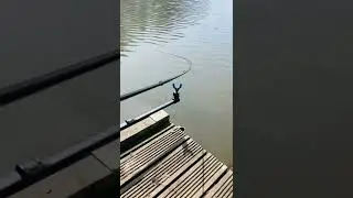 Feeder Run&hellip;. Feeder Bite&hellip;.     Typical Carp bite, not much head shaking and solid Rod strike&hellip;