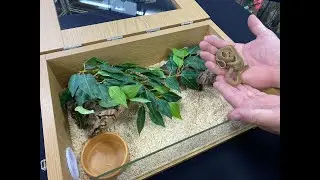 OUR Egg Eating Snake 18inch oak set up kit