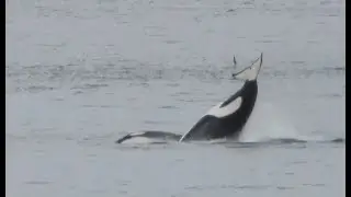Orca Pod off Arbutus Ridge, Vancouver Island.