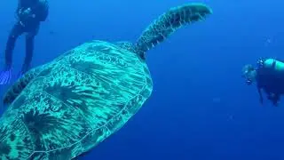 Totais in sea
