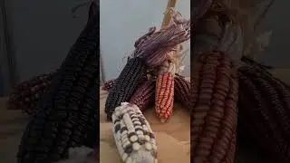 EXTRA&Ntilde;O MAIZ AJO ORIGINARIO DE MEXICO