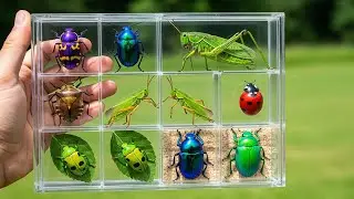 Catching insects in the countryside, I got  Jewel beetle, Jewel Bug, Stinkbug, Grasshopper, Beetle,