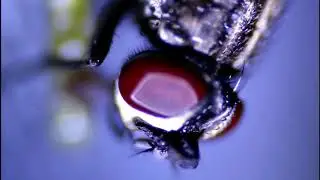 House fly macro shot using canon 1200d with 18-55mm kit lens and reverse ring