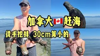 在加拿大太平洋赶海 挖象拔蚌马蚌 多到不想要 ｜趕海｜象拔蚌｜加拿大｜溫哥華趕海｜低潮趕海｜溫哥華島趕海