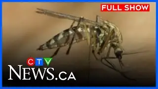 Winnipeg mosquito fogging | CTV Morning Live Winnipeg for August 25, 2025