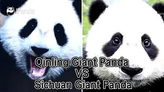 Pandaology: Qinling Giant Panda VS Sichuan Giant Panda | iPanda