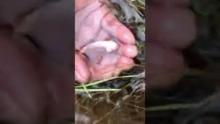 Wow! Lucky day Fisherman catching white Betta fish in small field #Shorts